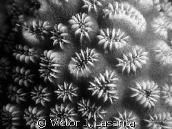 close look to a golfball coral at efra wall dive site in ... by Victor J. Lasanta 